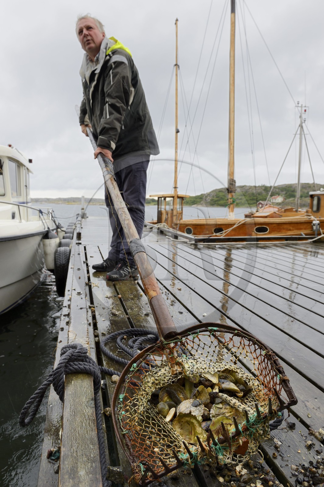 Suède, Västra Götaland, Grebbestad, Lars Karlsson dans sa ferme ostréicole de Everts Sjöbod (Boathouse Evert)