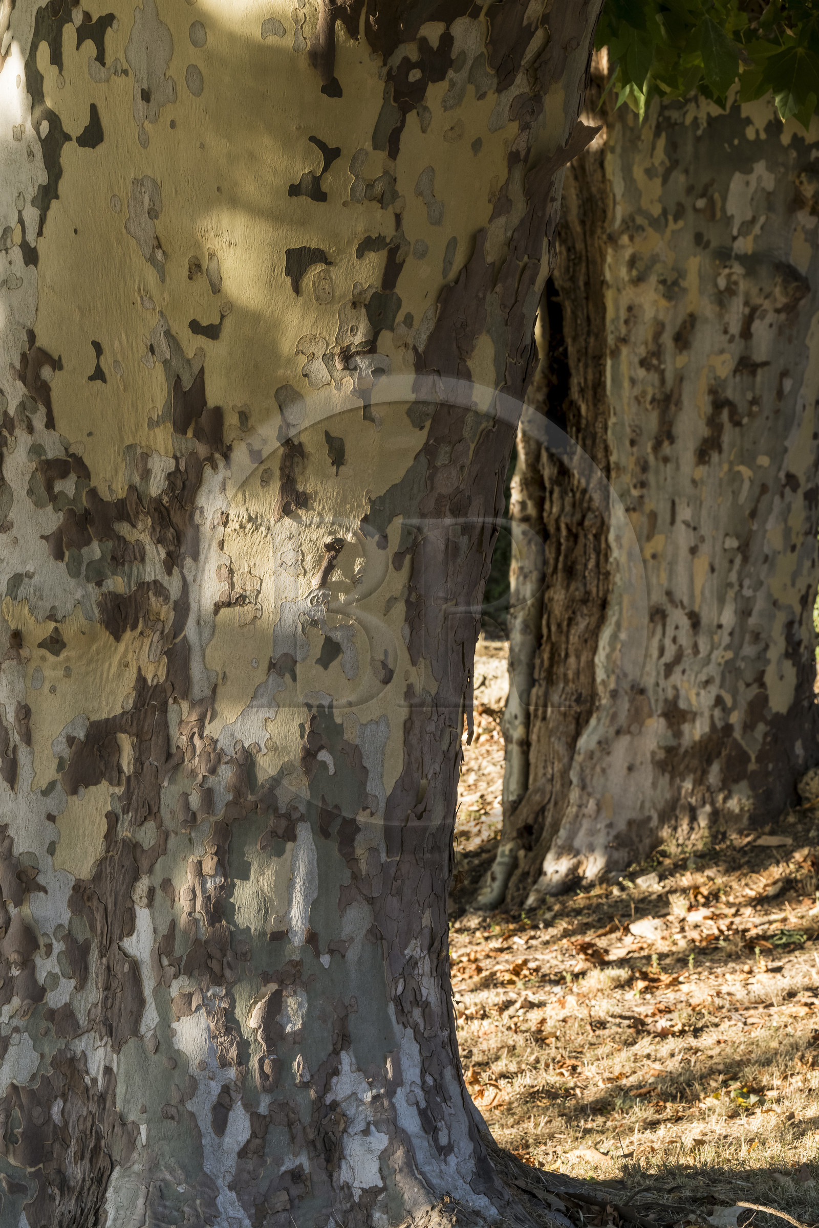France, Var, Provence Verte (Green Provence), Bras village next to Saint Maximin, Le Peyrourier - une campagne en Provence Bed and Breakfast, plane tree