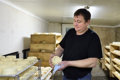 France, Haut-Rhin (68), Wasserbourg, Ferme-auberge Buchwald, le marcaire Michel Wehrey à la fabrication du fromage de munster AOP (lait de vache), le jeune munster est retourné et mouillé au linge régulièrement la première semaine et il est placé à côté des fromages les plus affinés pour bénéficier des ferments du rouge dans l’ambiance de la cave, flore naturelle indispensable à l’affinage