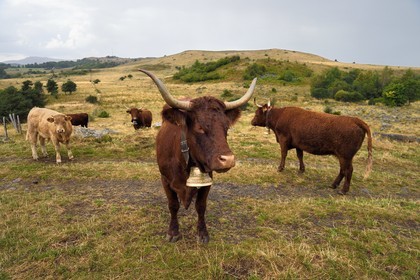 France, Cantal (15), Parc Naturel Régional des Volcans d'Auvergne, plateau de Chastel-sur-Murat sur le chemin de Saint-Jacques de Compostelle par la Via Arverna, vaches Salers dans les prés