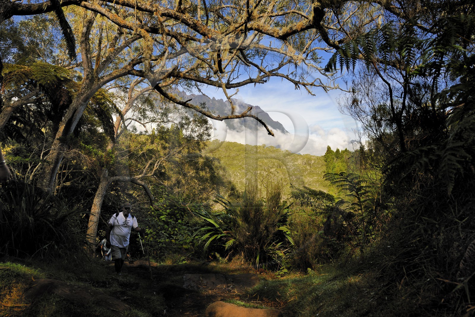 France, Reunion island (French overseas department), hikers in Belouve forest