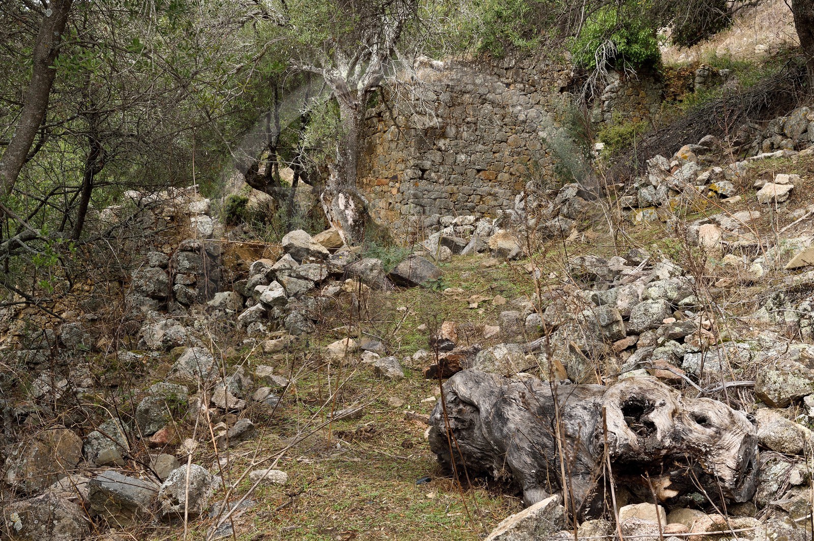 France, Corse-du-Sud (2A), région de Cargèse, les ruines grecques de Paomia qui fut la première implantation de la colonie grec avant Cargèse