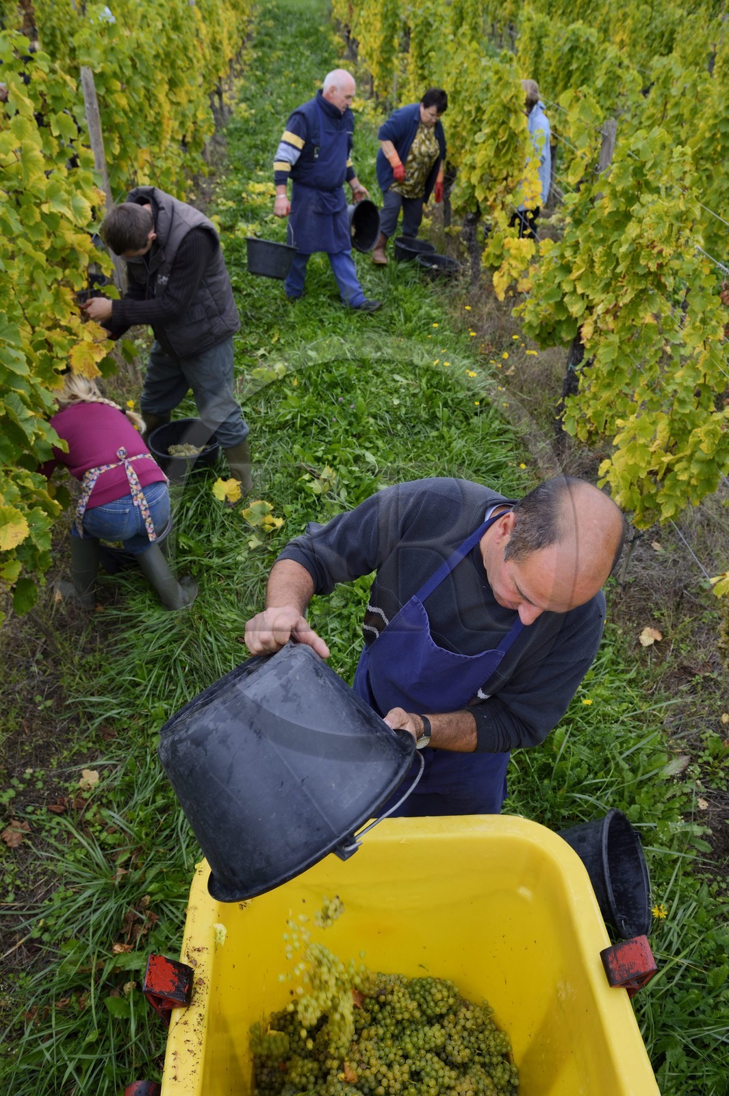 France, Bas-Rhin (67), Route des Vins d'Alsace, Mittelbergheim, labellisé Les Plus Beaux Villages de France, vendanges manuelles au domaine Wittmann