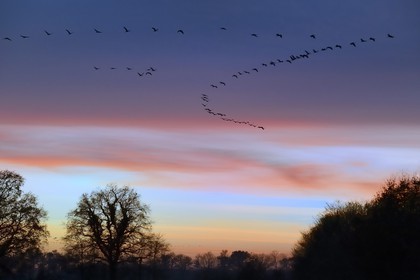 France, Indre (36), le Berry, parc naturel régional de la Brenne, Rosnay, étang de la Mer Rouge, grue cendrée (grus grus), vol au coucher de soleil