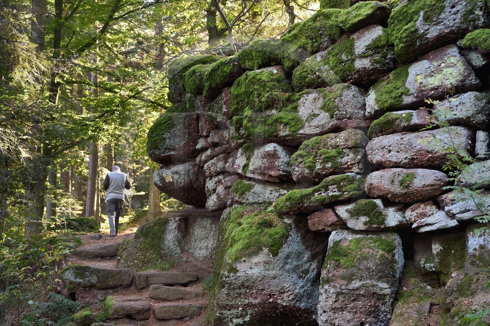 France, Bas-Rhin (67), Mont Saint-Odile, randonnée le long du Mur Païen, vestige d'un mur d'enceinte probablement de l'époque mérovingienne d'une longueur totale de onze kilomètres