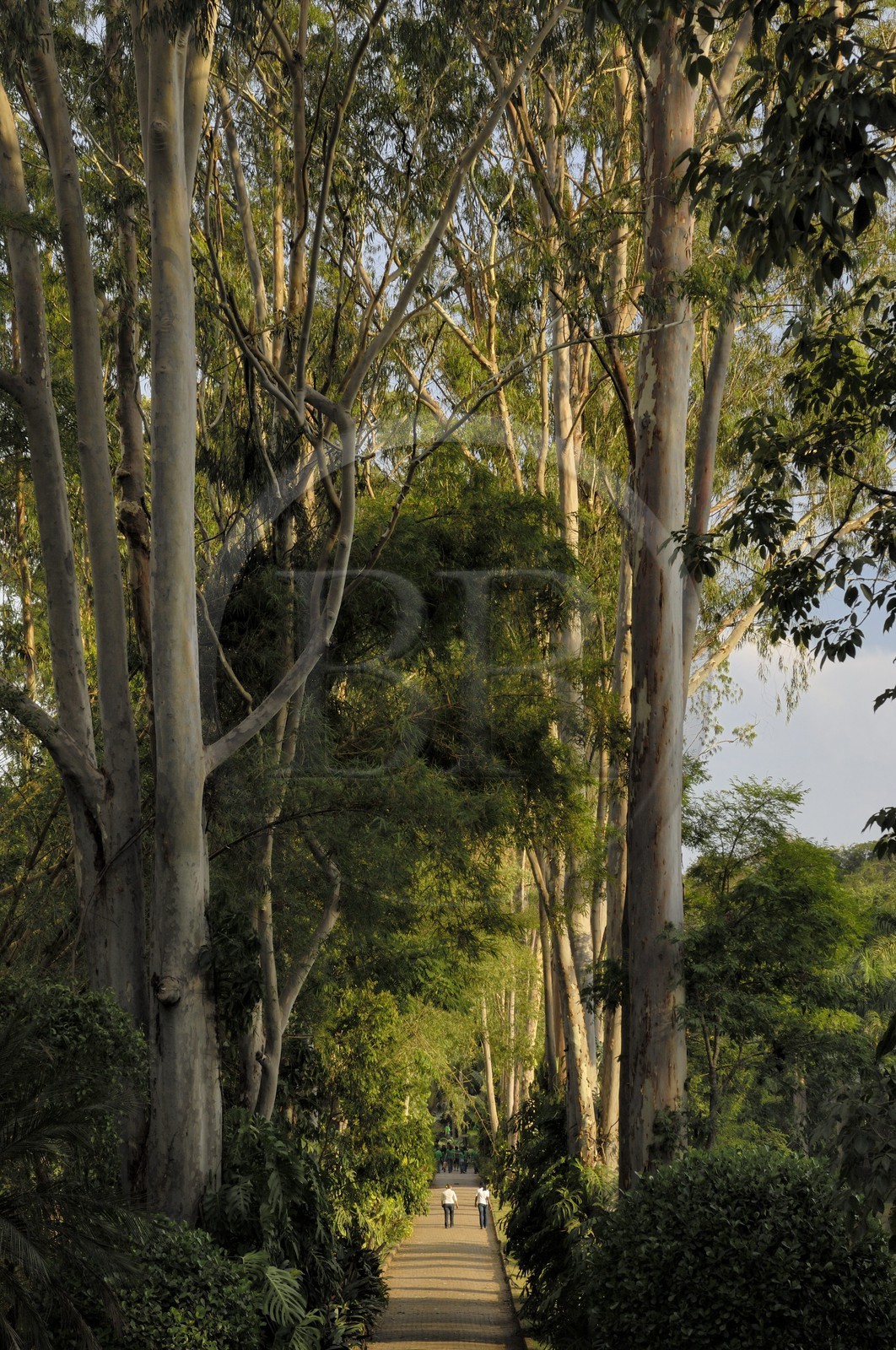 Brésil, Etat du Minas Gerais, région de Belo Horizonte, Brumadinho, centre d'art contemporain Inhotim