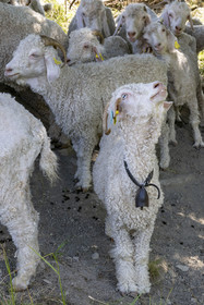 France, Drôme (26), parc naturel régional des Baronnies provençales, Saint-Sauveur-Gouvernet, ferme Mohair du Moulin dans la vallée de l’Ennuye, élevage de chèvres angora
