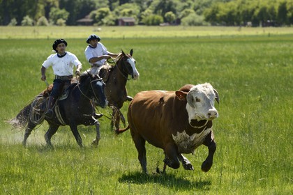 Argentine, province de Buenos Aires, San Antonio de Areco, estancia La Bamba de Areco, gauchos au travail pourchassant un taureau