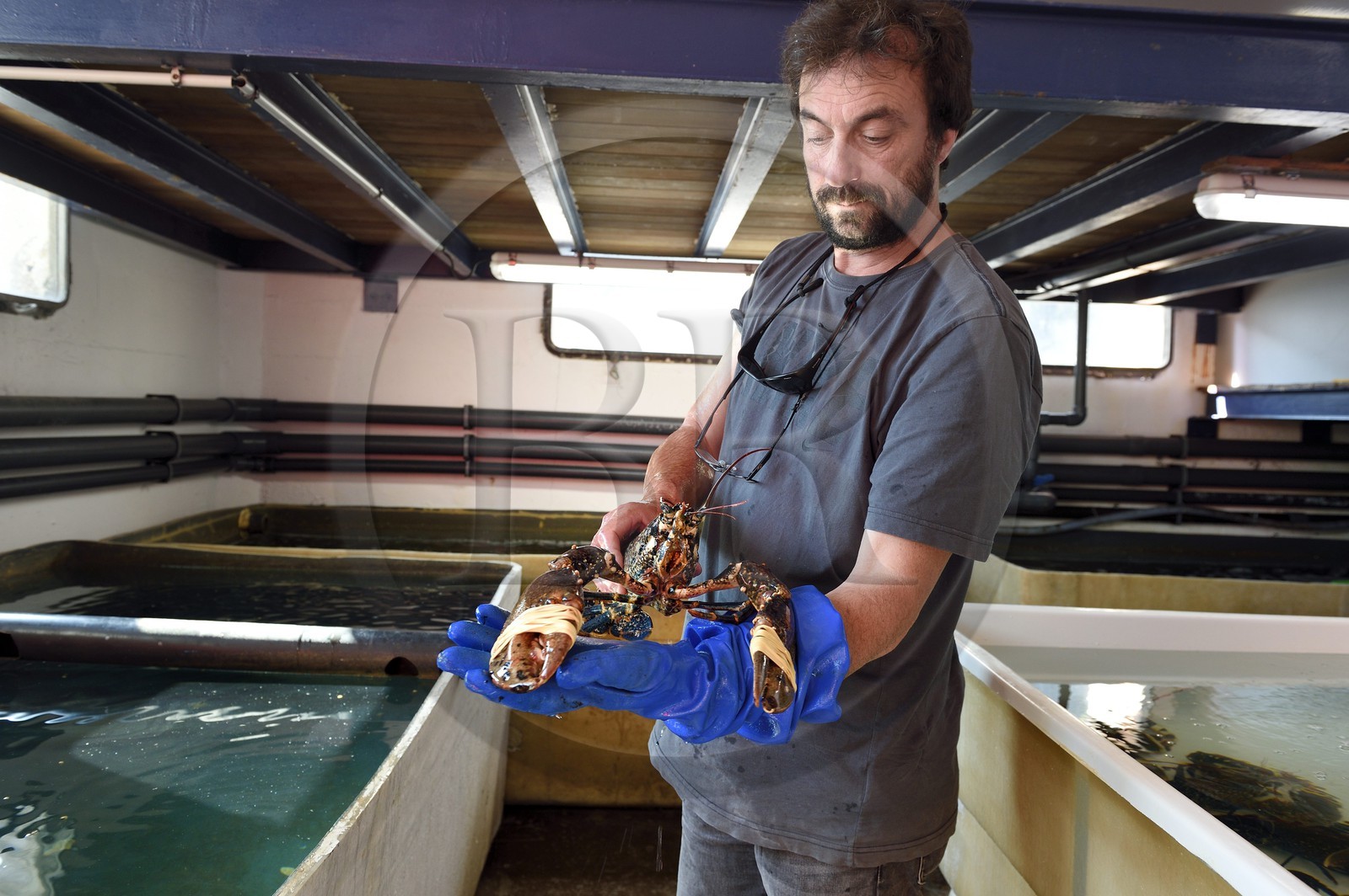 Principauté de Monaco, Monaco, élevage d'huitres Les Perles de Monte-Carlo, l'aquaculteur et ostréiculteur Frédéric Rouxeville