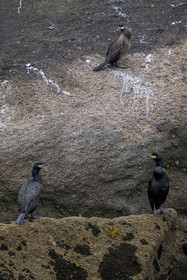 France, Finistère (29), Carantec, Réserve ornithologique des îlots de la Baie de Morlaix, Cormoran huppé (Gulosus aristotelis) sur l'Ile Vesoul