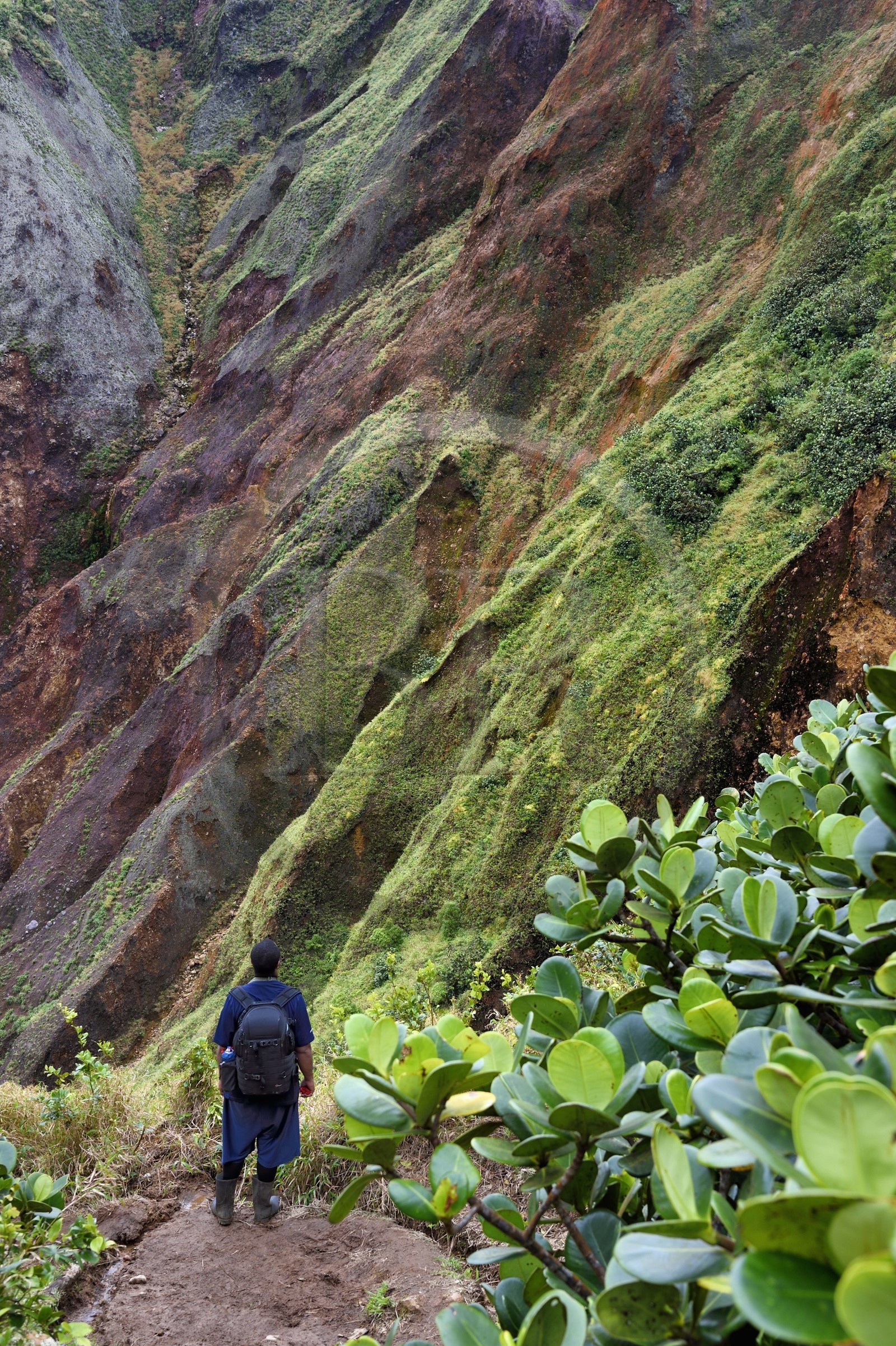 Caraïbes, Ile de la Dominique, Castle Bruce, Parc national du Morne Trois Pitons classé Patrimoine Mondial de l'UNESCO, la Vallée de la Désolation, randonnée sur le sentier menant au Boiling Lake