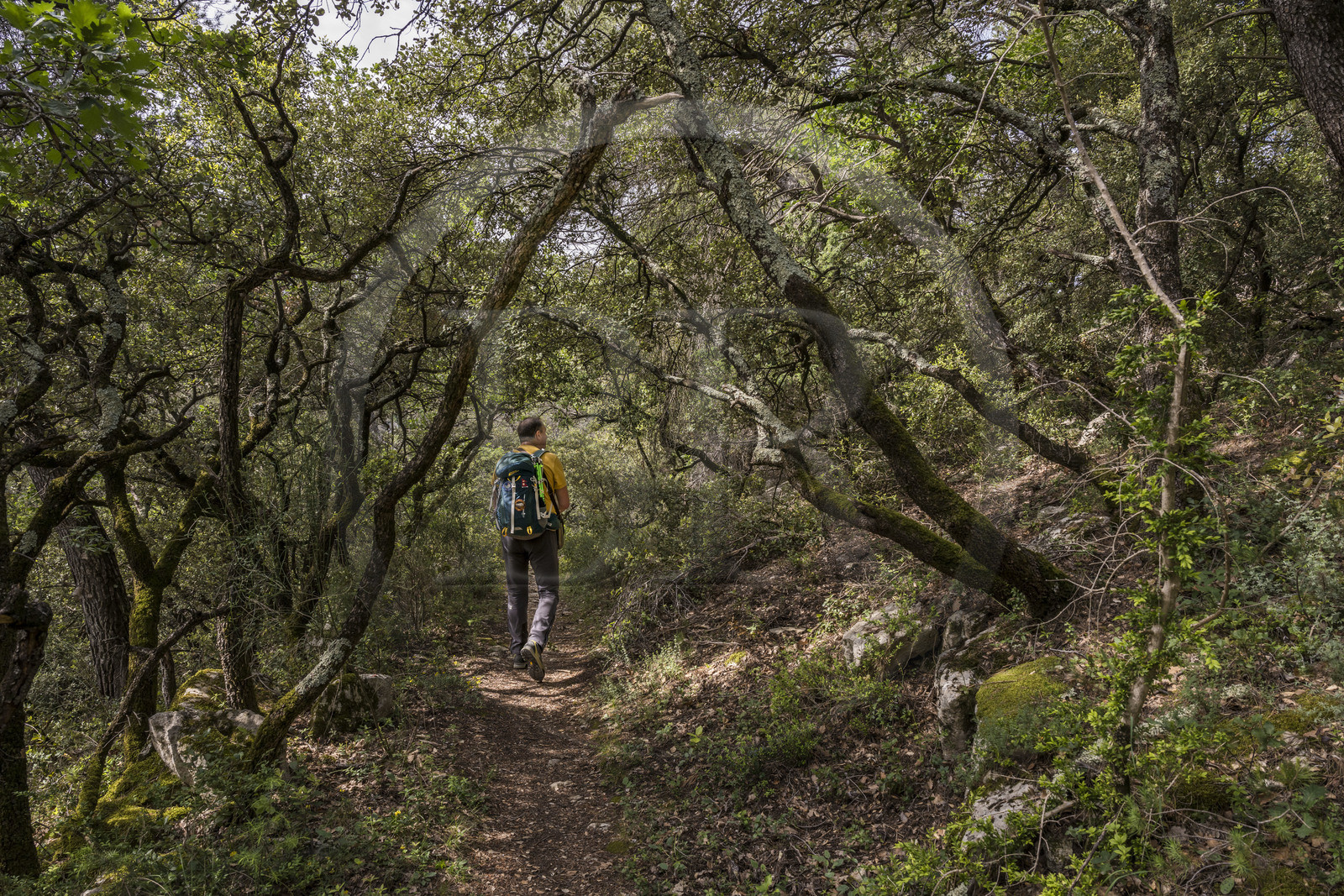 France, Vaucluse (84), Dentelles de Montmirail, Crestet, randonneur sur le GR 4 traversant une foret de chêne vert