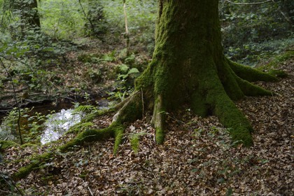 France, Ille-et-Vilaine (35),  forêt de Brocéliande, la vallée de l'Aff