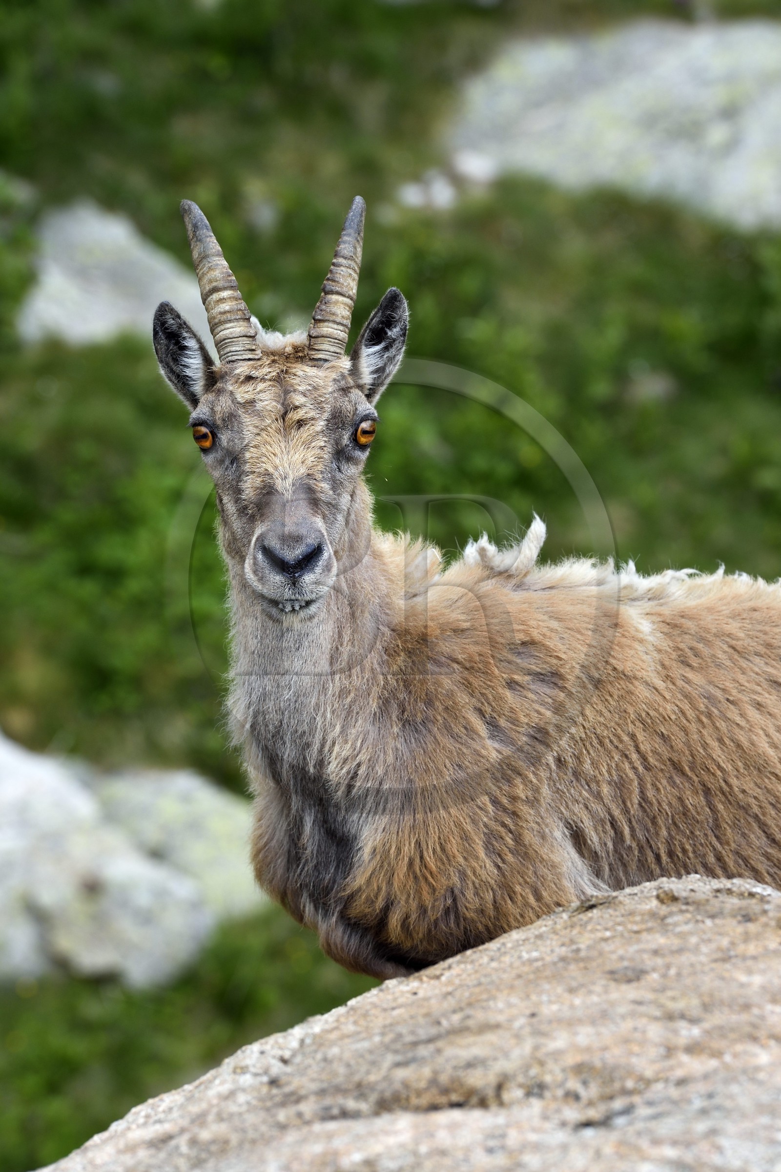 France, Alpes-Maritimes, parc national du Mercantour (Mercantour National Park), Valmasque valley, female Alpine ibex (Capra ibex)