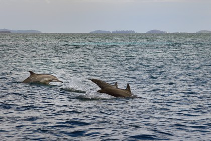 France, Ile de Mayotte, Grande-Terre, dauphins à long bec (Stenella longirostris) en bordure du lagon sur la côte Est