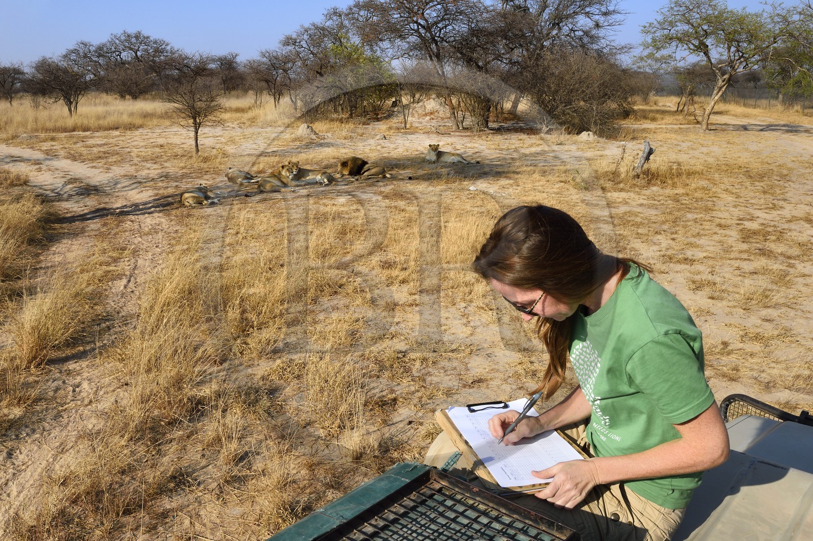 Zimbabwe, province des Midlands, Gweru, Antelope Park qui abrite ALERT (African Lion and Environmental Research Trust), Yvonne Gordon est une permanente du projet en charge de l'observation du comportement des lions qui seront relachés en clan dans un parc national, ici en zone 2 des femelles adultes et leurs petits ainsi que le mâle qui ont enfantés les lions qui seront relachés