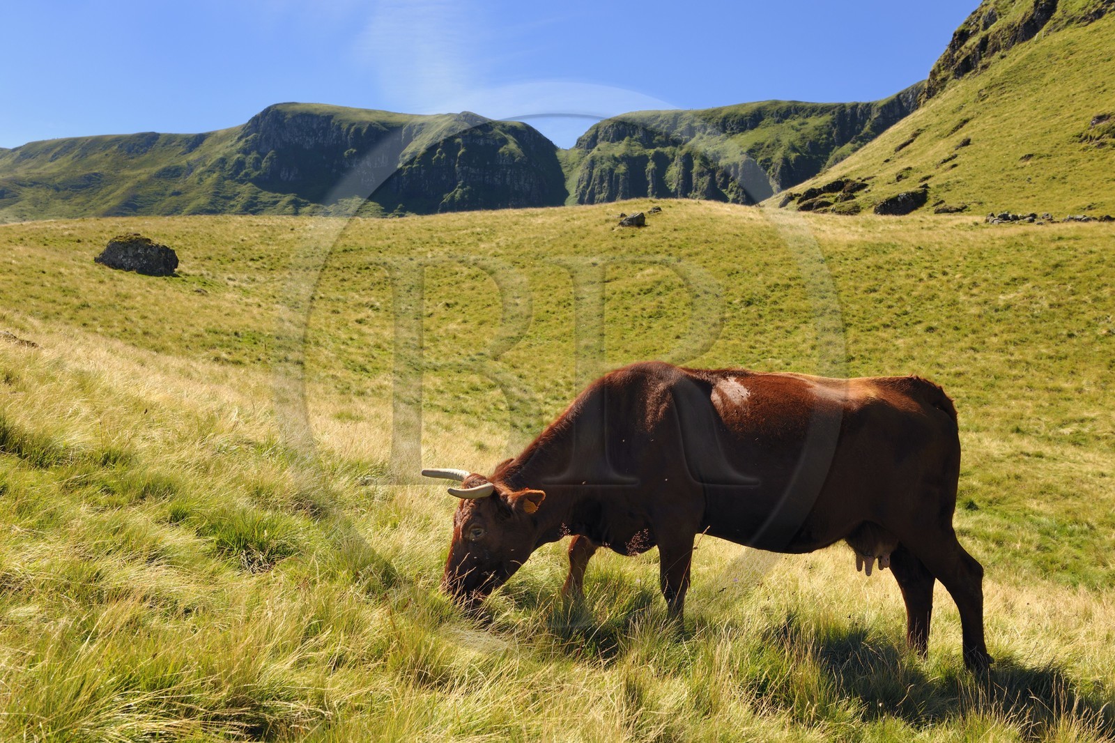 France, Cantal (15), monts du Cantal, Parc Naturel Régional des Volcans d' Auvergne, Puy-Mary, vache de race salers et les Fours de Peyre Arse en arrière plan