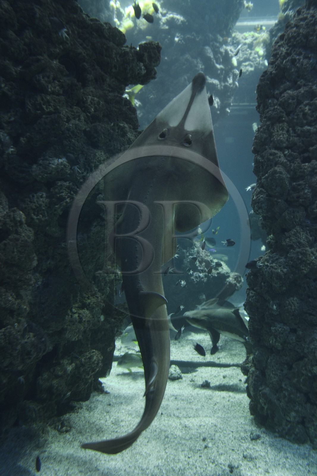 Principauté de Monaco, Monaco, le musée océanographique, aquarium du Lagon au Requins