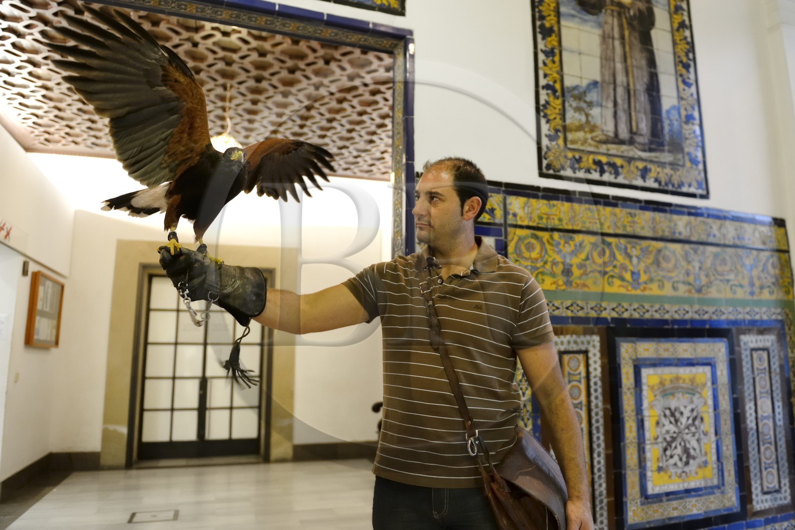 Spain, Andalusia, Seville, Museum of Fine Arts, Harris Hawk (Parabuteo unicinctus) used to hunt unwanted pigeons
