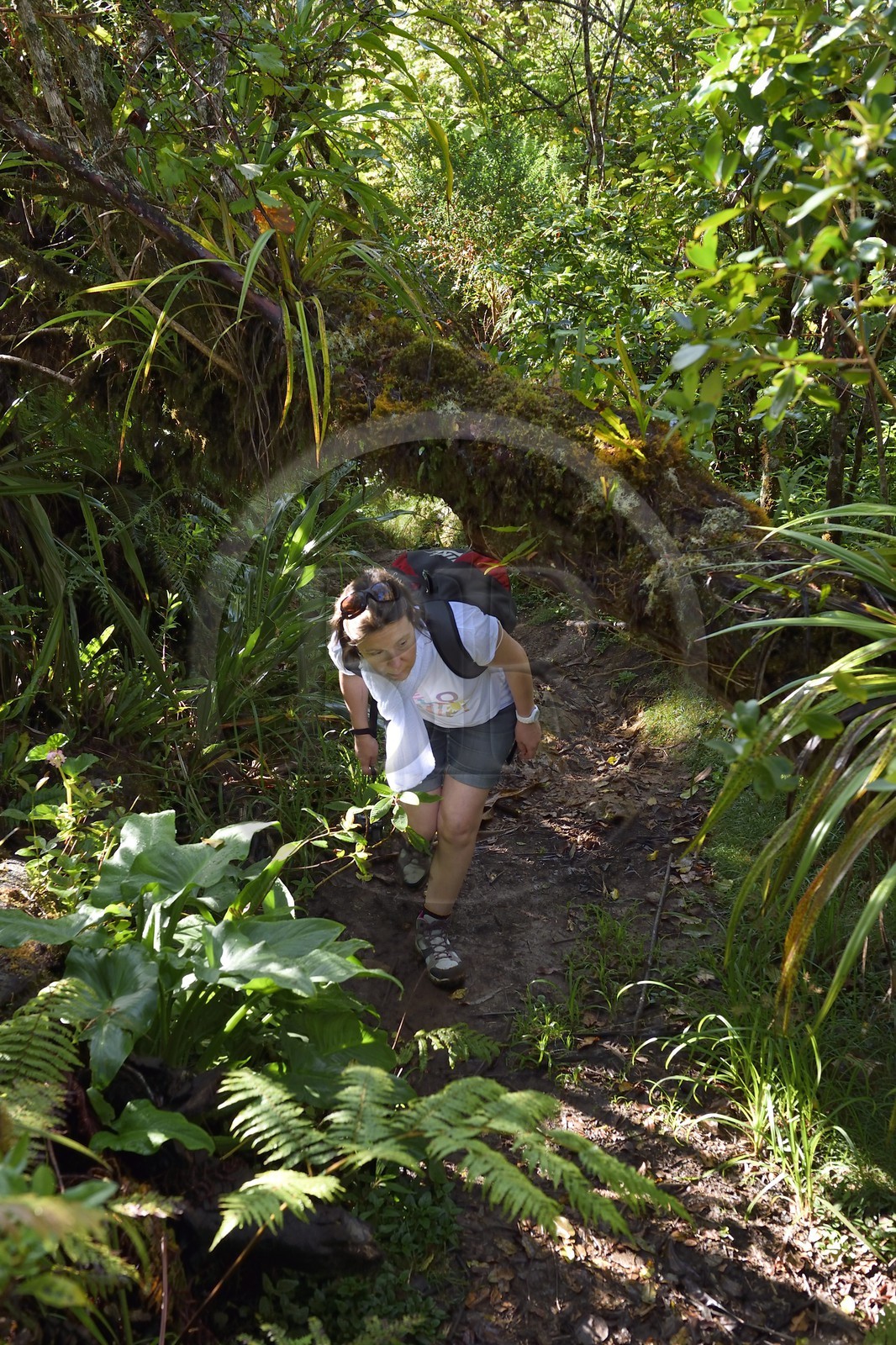 France, Ile de la Reunion, Saint Benoit, Parc national de La Reunion, classé Patrimoine Mondial de l'UNESCO, foret de Bébour, sentier du Piton Bébour