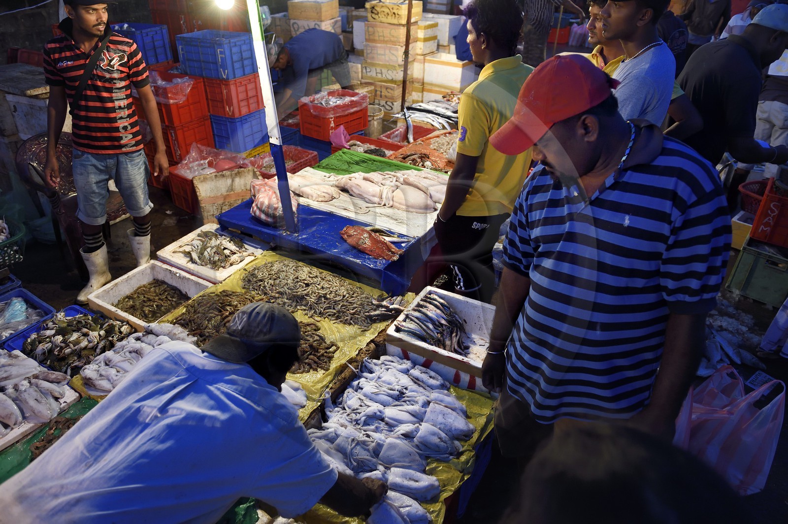 Sri Lanka, Province de l'Ouest, Negombo, vente de la peche de la nuit à la halle aux poisson du port