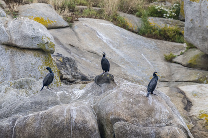 France, Finistère, Carantec, Ornithological reserve of the islets of the Morlaix Bay, Great Cormorants (Phalacrocorax carbo) on Ile-aux-Dames