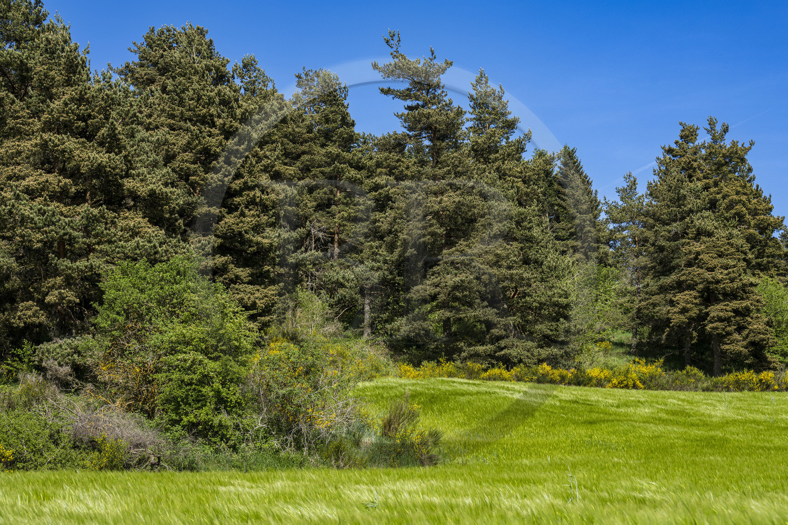 France, Haute-Loire (43), Landos, champ de blé encore vert