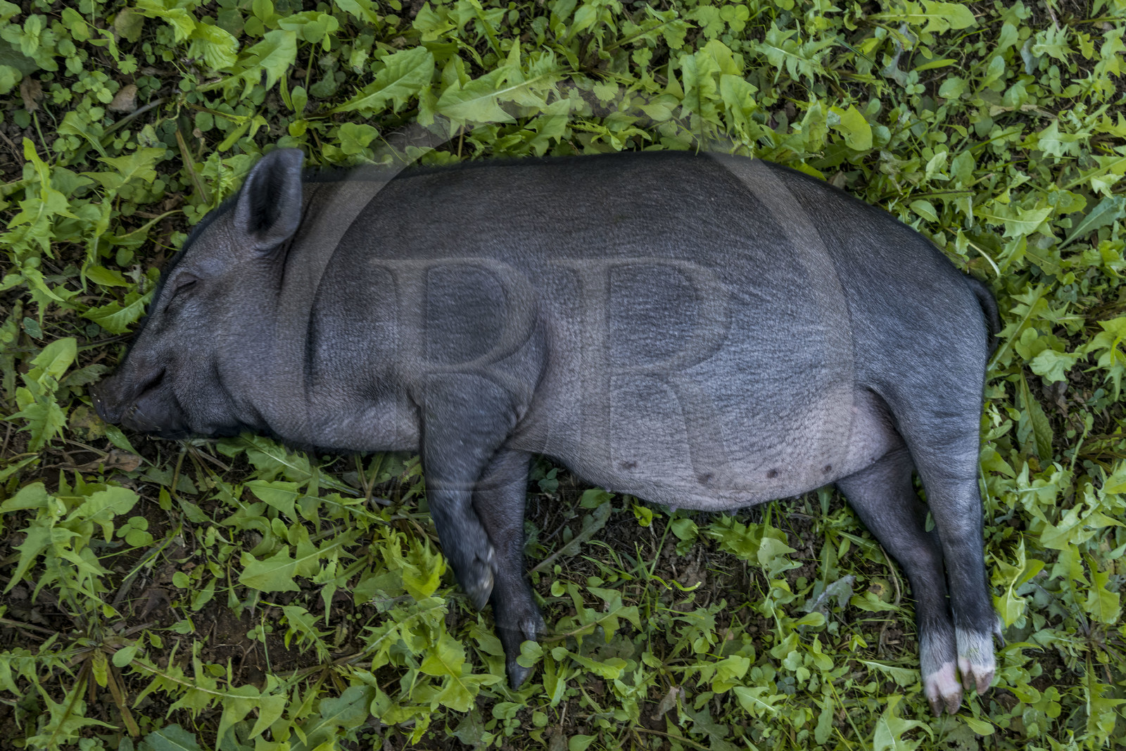 France, Hérault (34), les Causses et les Cévennes, paysage culturel de l'agro-pastoralisme méditerranéen inscrit au Patrimoine Mondial de l'UNESCO, Saint-Maurice-Navacelles, très jeune cochon noir