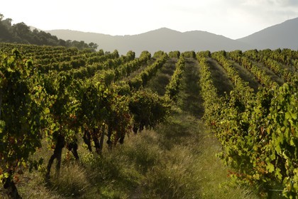 France, Corse-du-Sud (2A), région de Sartène, domaine viticole Fiumicicoli
