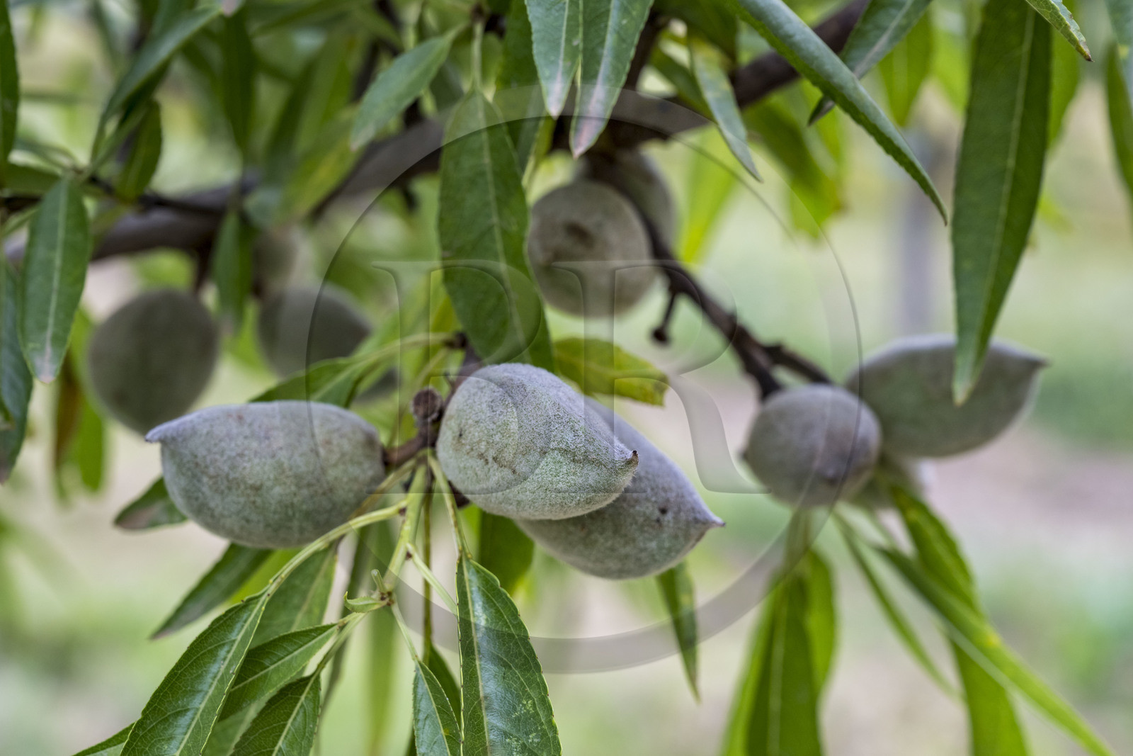 France, Vaucluse (84), Venasque, culture de l'amande penta par les paysans nougatiers Frères Silvain dans les champ d'amandiers (amanderaie)