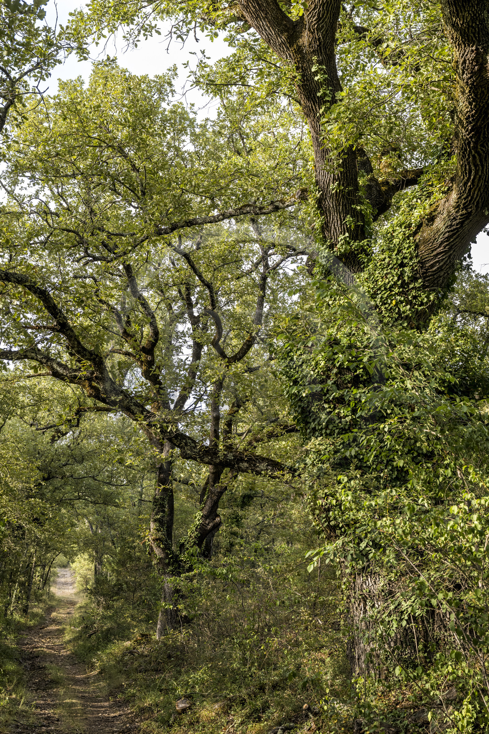France, Var (83), Provence Verte, Bras, Académie du Bain de Forêt Provençale, forêt du domaine Le Peyrourier - une campagne en Provence