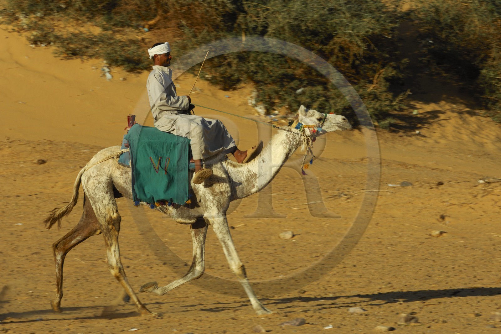 Egypte, Haute Egypte, Nubie, vallée du Nil, Assouan, chamelier sur les dunes de sables de la rive gauche