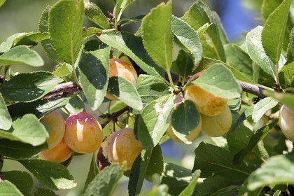 France, mirabelle plum tree , mirabelle plum