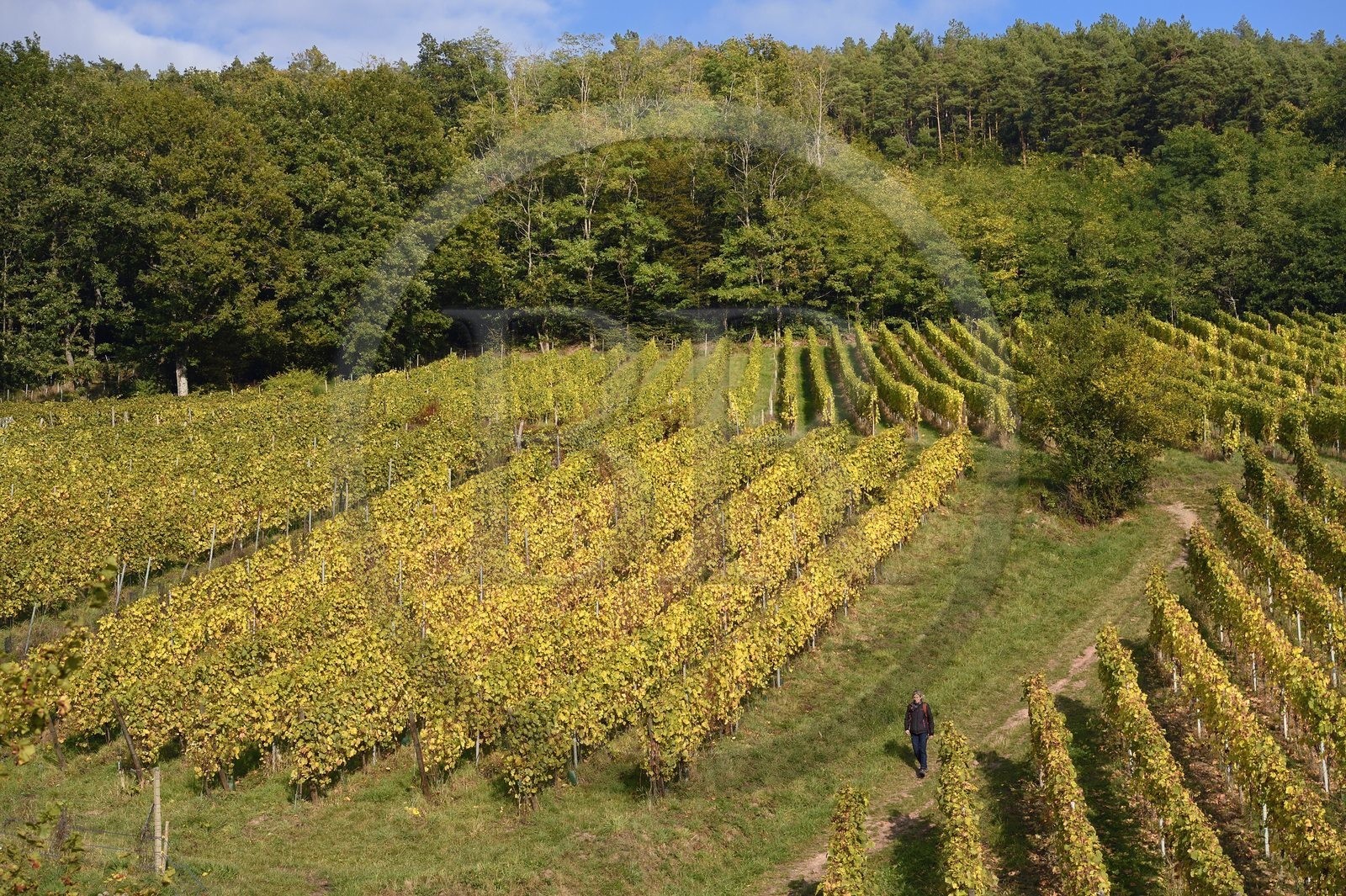 France, Bas Rhin, Alsace Wine Route, Andlau, the vineyard