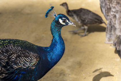 Espagne, Andalousie, Séville, Alcazar de Séville (Reales Alcazares de Sevilla), classé Patrimoine Mondial de l'UNESCO, paon dans les jardins