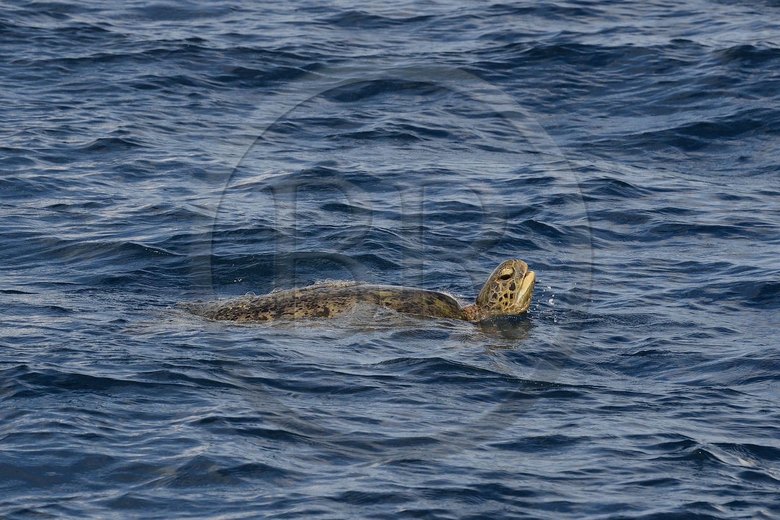 France, Ile de Mayotte, Petite-Terre, tortue (de mer) verte (Chelonia mydas)