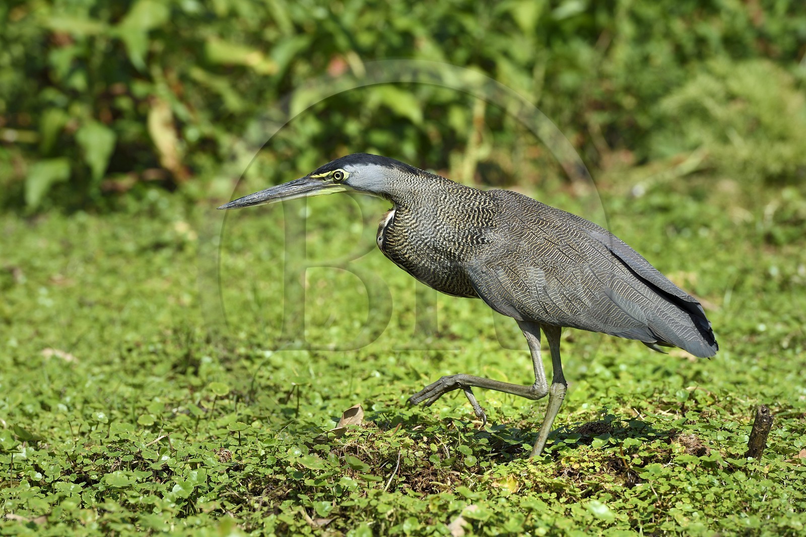 Nicaragua, Ile d'Ometepe réserve mondiale de Biosphère sur le lac Nicaragua, marais le long du Rio Istian, Onoré du Mexique (Tigrisoma mexicanum)