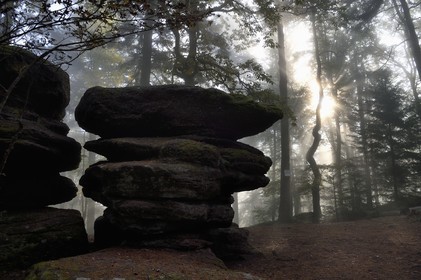 France, Bas-Rhin (67), Mont Saint-Odile, randonnée le long du Mur Païen, rocher de grès intégré au vestige d'un mur d'enceinte probablement de l'époque mérovingienne d'une longueur totale de onze kilomètres