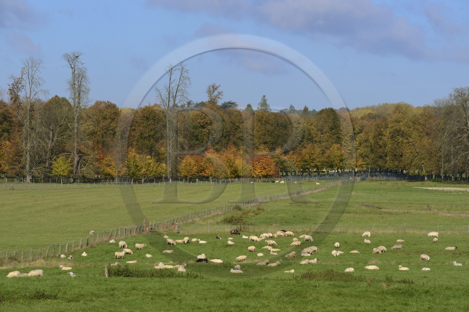 France, Yvelines, park of the Chateau de Versailles, listed as World Heritage by UNESCO, the sheep meadow