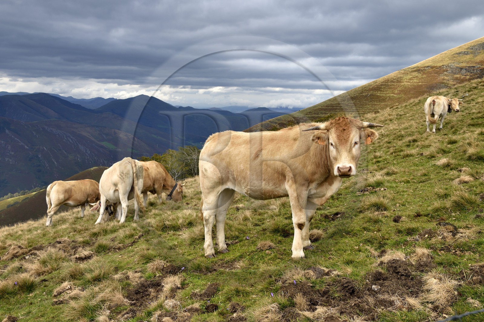 Espagne, Pays-Basque, Navarre, chemin de Saint-Jacques de Compostelle entre Saint-Jean-Pied-de-Port et Roncevaux, troupeau de vaches