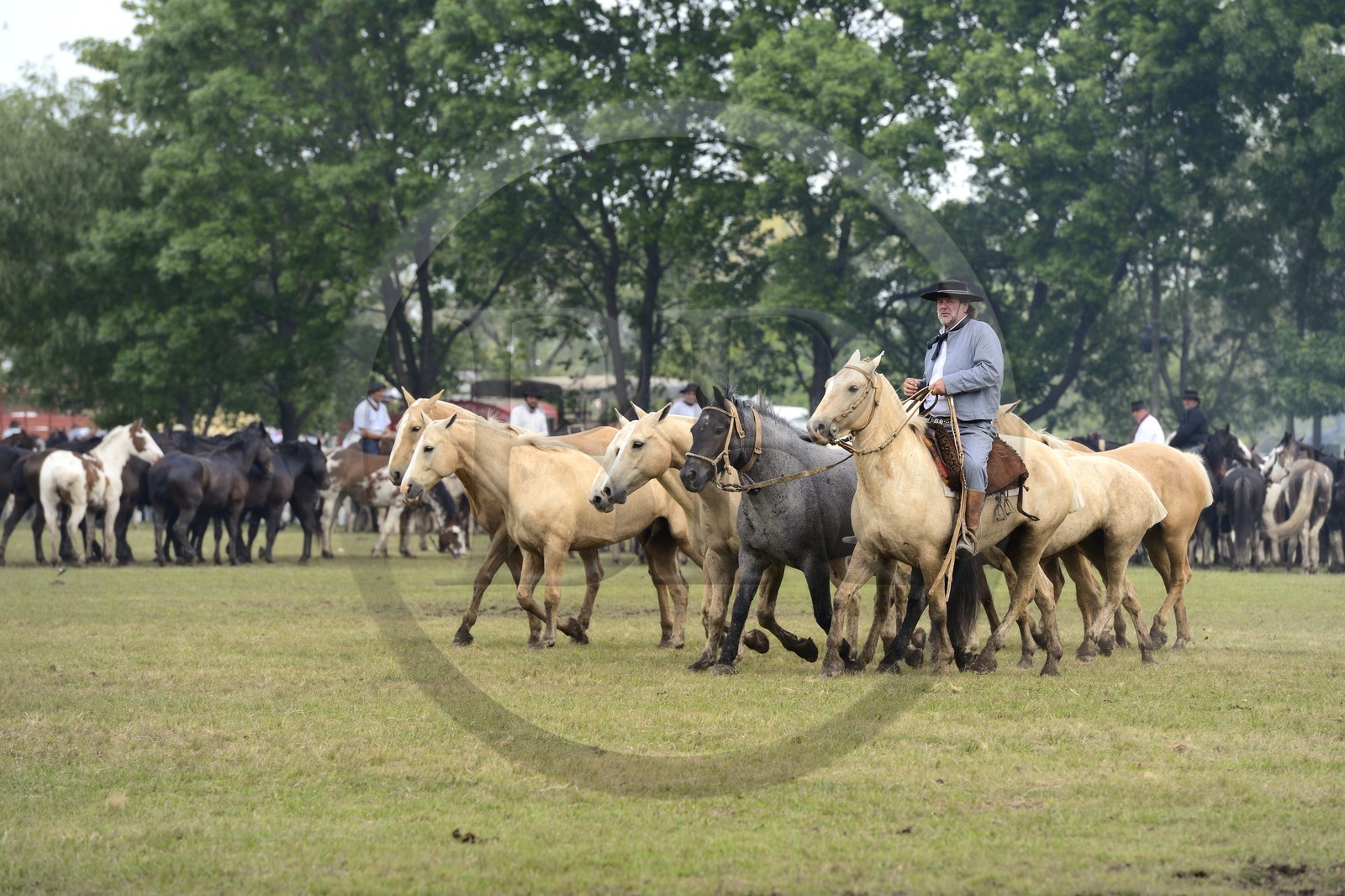 Argentina, Buenos Aires Province, San Antonio de Areco, Tradition Day festival (Dia de Tradicion), matched-together horse herds (Entrevero de tropillas)
