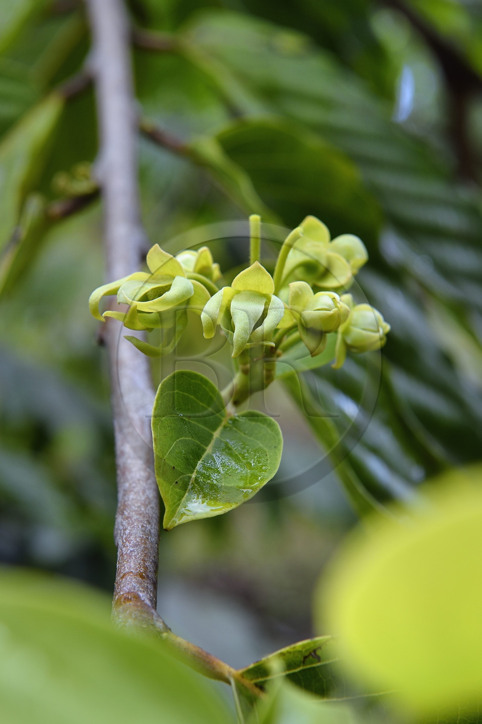 France, Ile de Mayotte, Grande-Terre, Ouangani, fleurs d'ylang-ylang (Cananga odorata) sur l'arbre