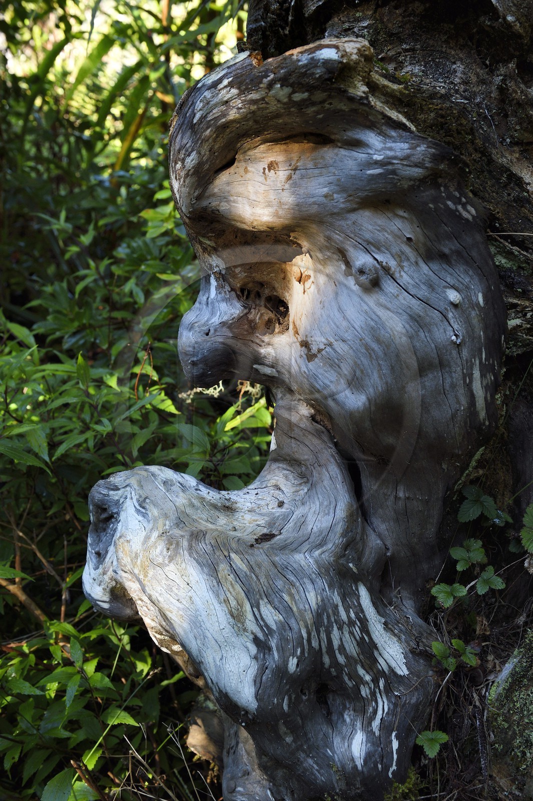 France, Ile de la Reunion, Saint Benoit, Parc national de La Reunion, classé Patrimoine Mondial de l'UNESCO, foret de Bébour, sentier du Piton Bébour