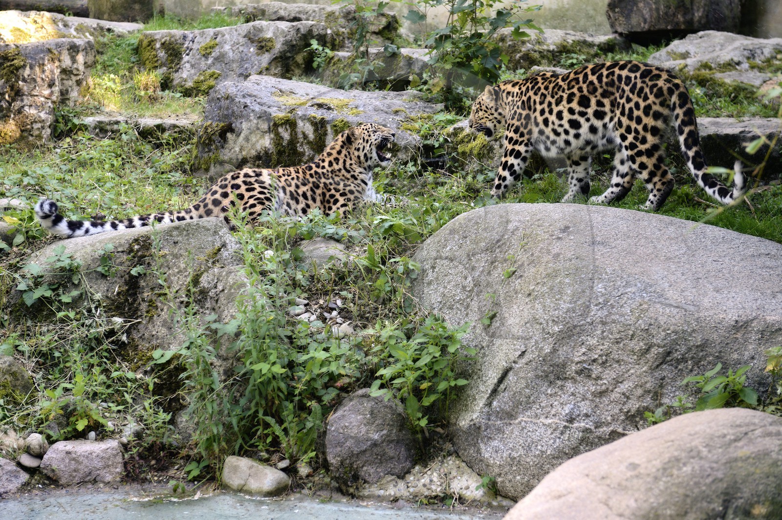 France, Haut-Rhin (68), Mulhouse, parc zoologique et botanique,  panthère de l’Amour (Pantheras pardus orientalis)