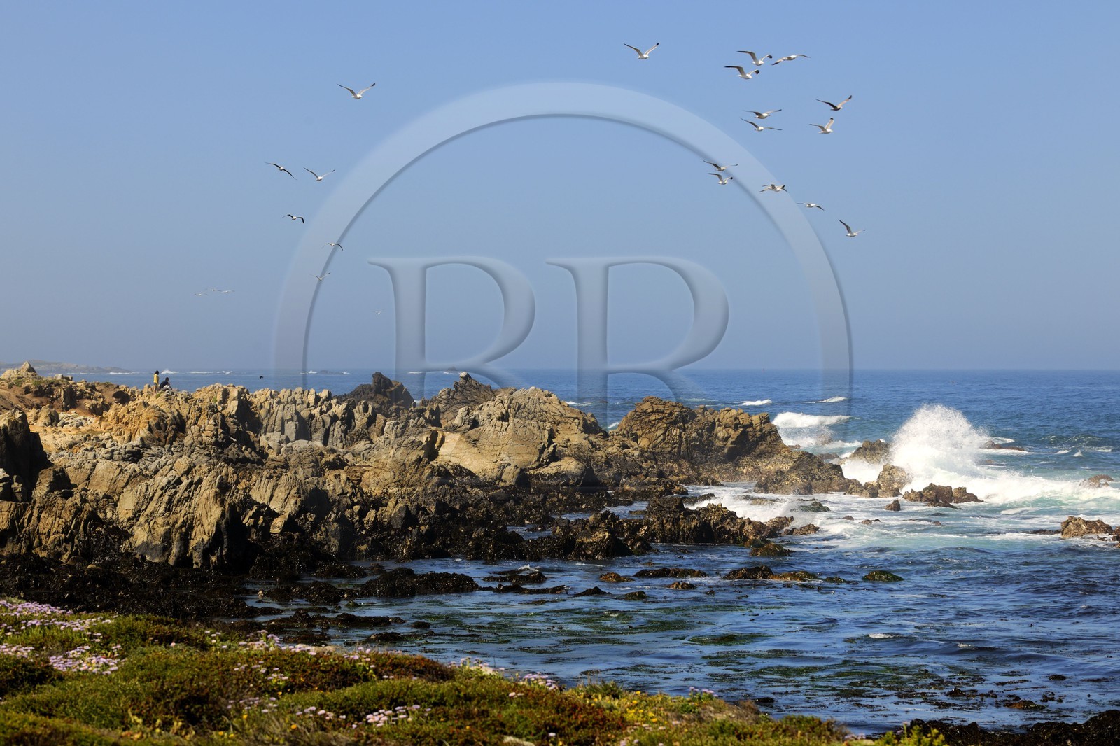 Etats-Unis, Californie, 17 mile drive, Spanish Bay