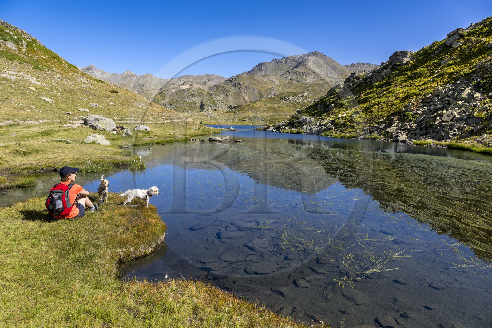France, Hautes Alpes (05), le Briançonnais, Névache, haute vallée de la Clarée, randonneuse avec ses chiens au lac Long à une altitude de 2387m