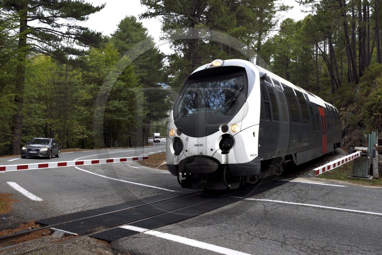 France, Haute Corse, Vivario, Vizzavona forest, the train U Trinighellu at a railway crossing