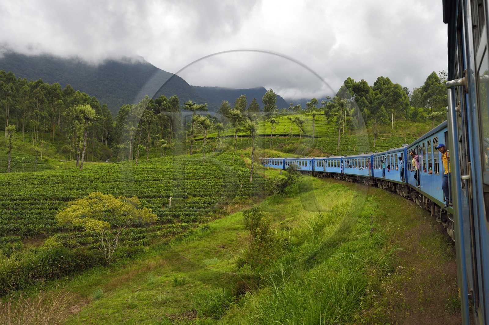 Sri Lanka, Central Province, the popular scenic train ride through the tea growing hill country between Hatton and Badulla, here between Talawakele and Great Western