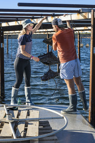 France, Herault, Etang de Thau, Meze, shellfish producers Quentin and Emmeline, spats in Japanese baskets