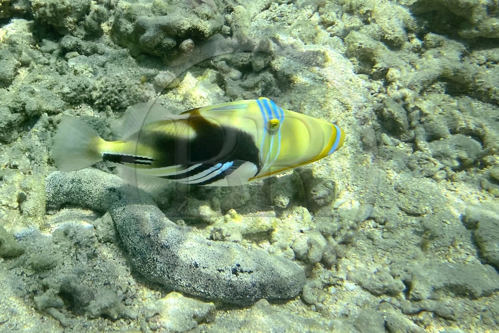 France, Ile de la Reunion, Côte Ouest, Saint-Gilles-Les-Bains (commune de Saint-Paul), le récif corallien du lagon de l'Ermitage et de La Saline-Les-Bains, baliste-Picasso (Rhinecanthus aculeatus) (vue sous-marine)